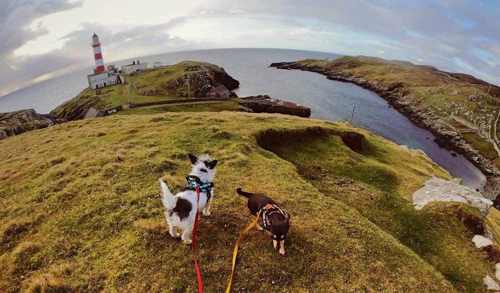 Dogs enjoying the view at Point, Lewis