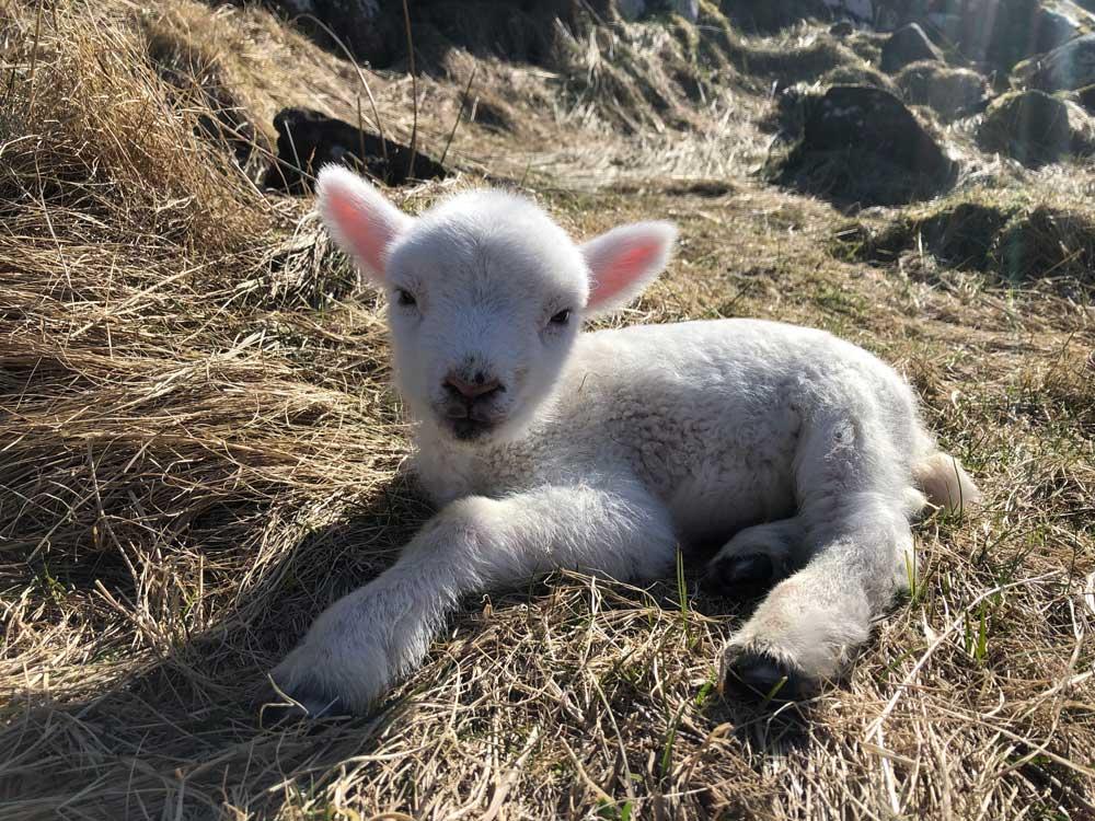 You will find lambs near roads all across Skye in spring